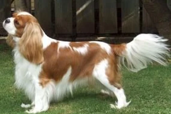 Cavalier King Charles Köpek Irkı Özellikleri - Elit Yavru