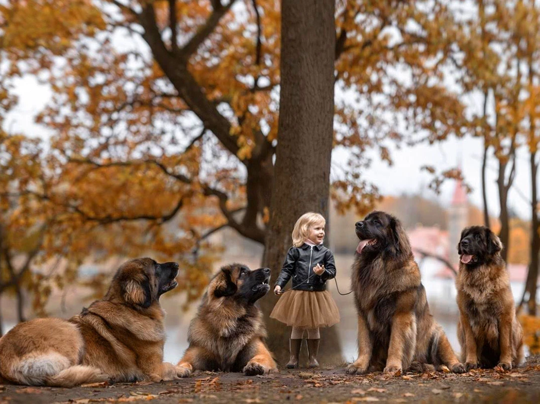 Büyük Köpek Irkları Hakkında Bilgiler ve İpuçları