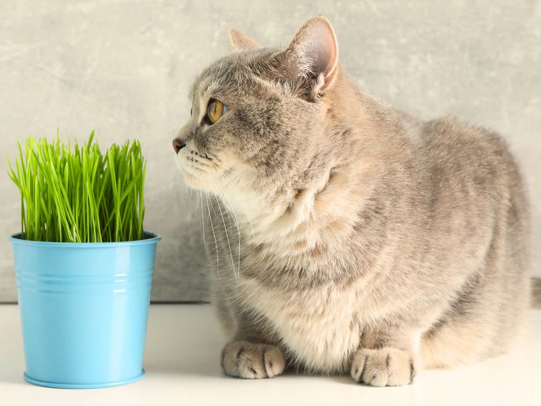 Kedi Çimi Nedir? Faydaları ve Kullanım Önerileri