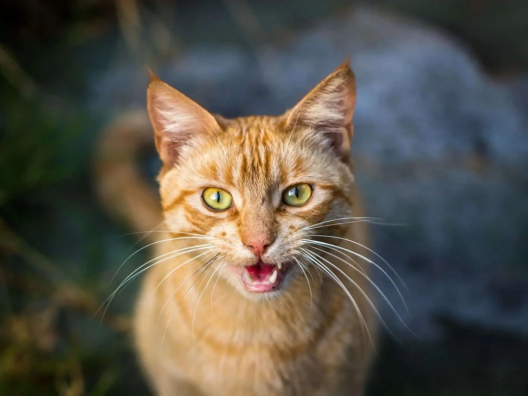 Kediler Neden Miyavlar? Tüm Nedenleri ve Anlamları