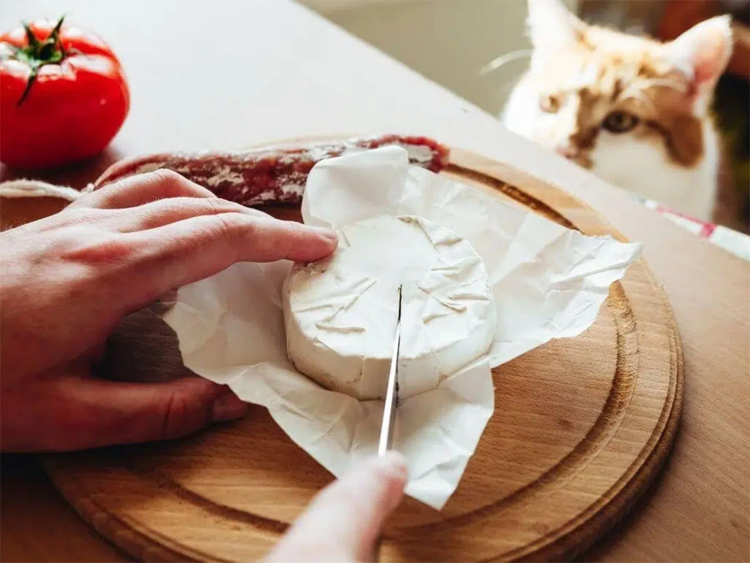 Kediler Peynir Yer Mi? Faydaları Ve Riskleri Nelerdir?
