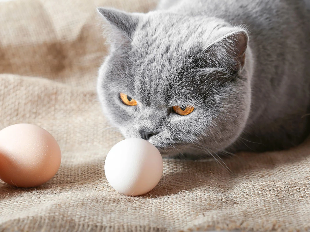 Kediler Yumurta Yer Mi? Kediler İçin Yumurta Tüketimi Rehberi
