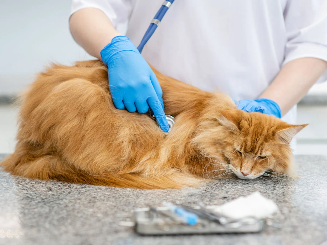 Kedilerde AIDS (FIV) Nedir? Nasıl Anlaşılır?