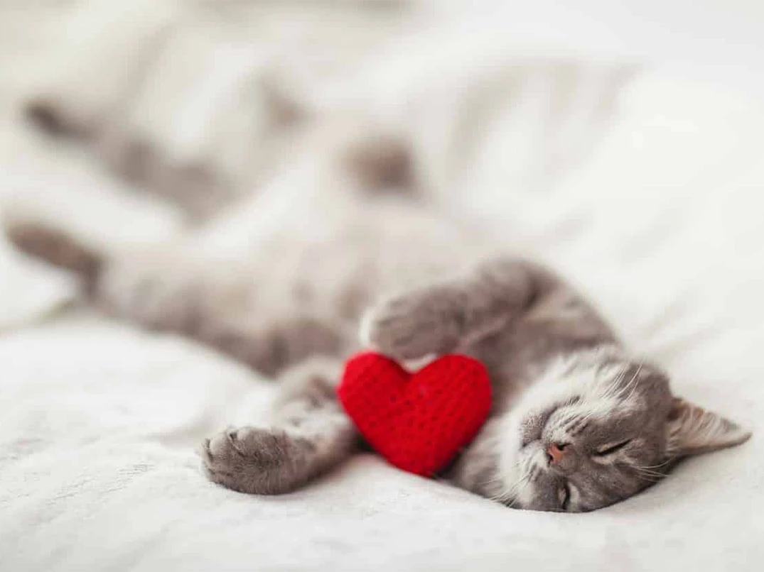 Kedilerin Kalp Atış Hızı Kaç Olmalı?
