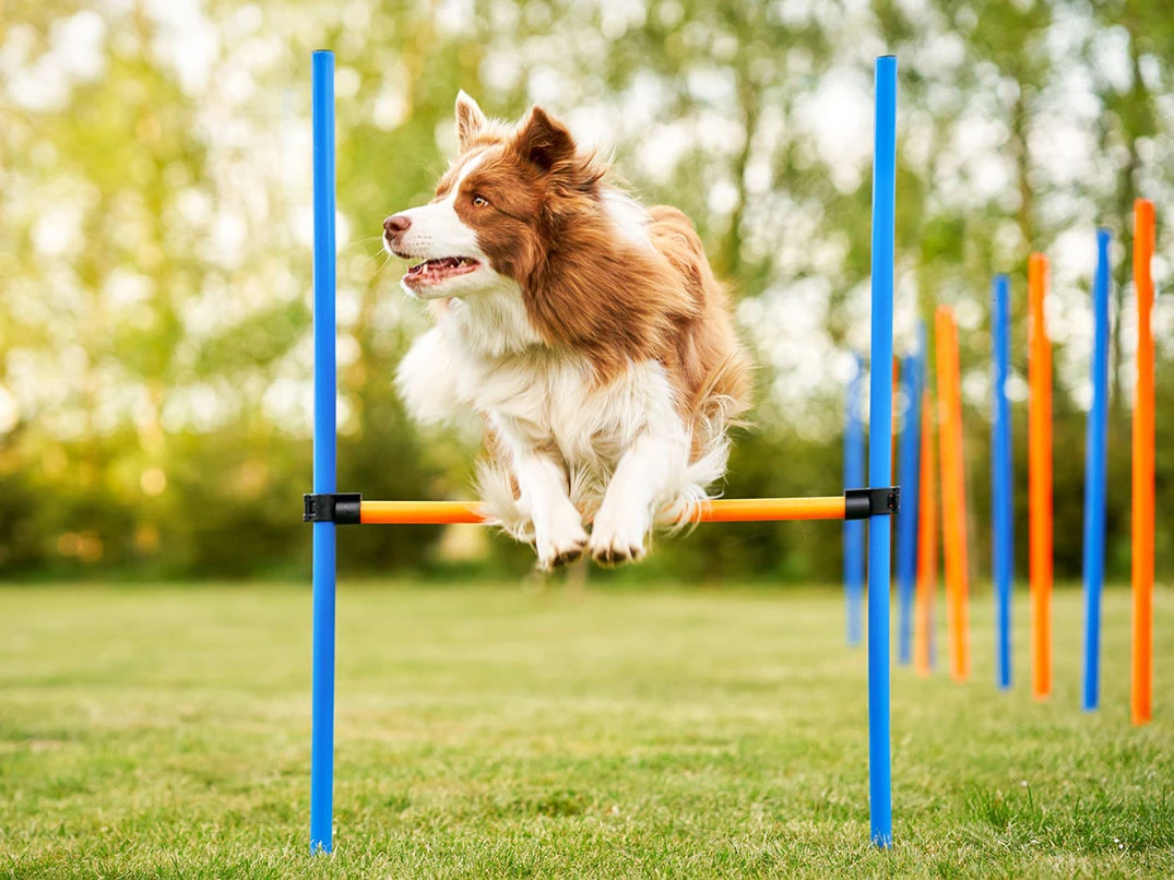 Köpek Eğitim Komutları ve Etkili Öğretim Yöntemleri