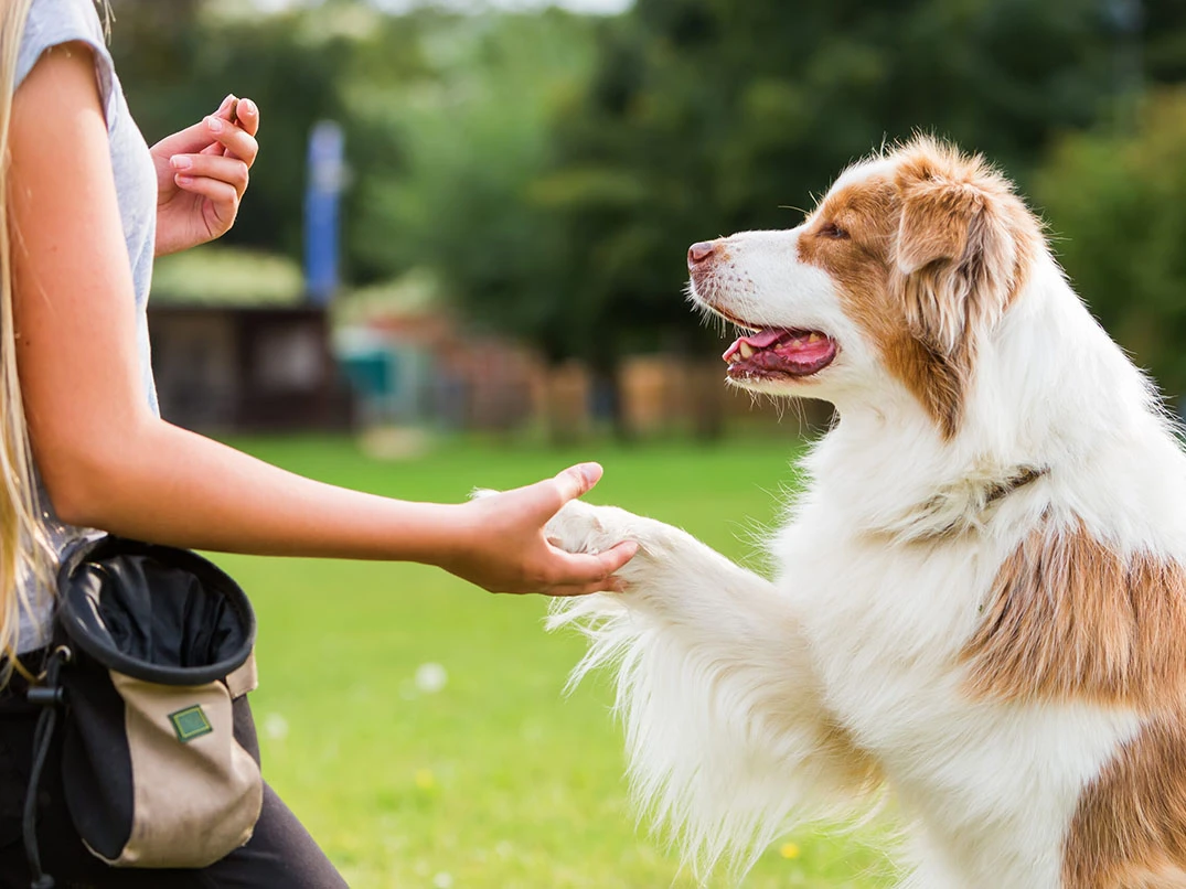 Köpek Eğitimi Nasıl Yapılır? Adım Adım Rehber