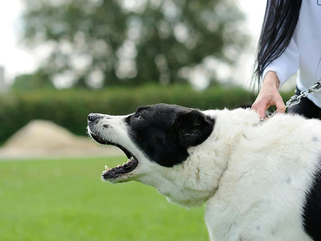 Köpek Havlaması İçin Neler Yapmalıyız?