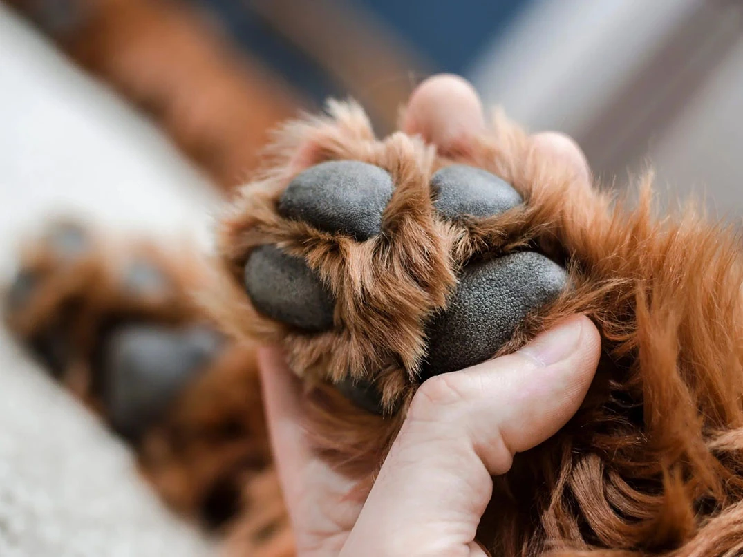 Köpek Pati Yarasına Ne İyi Gelir?