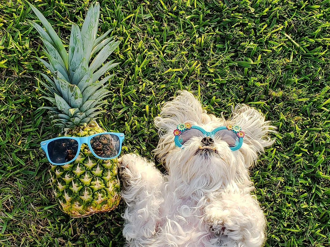 Köpekler Ananas Yer Mi? Faydaları Ve Zararları
