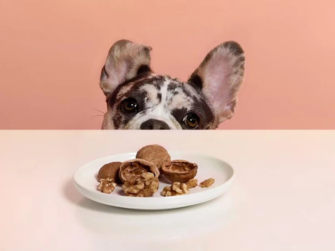 Köpekler Ceviz Yer mi? Zararlı mı?