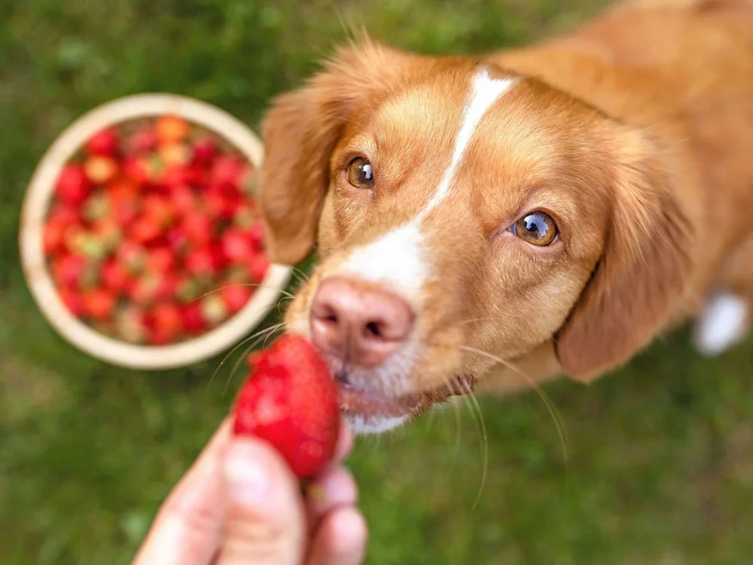 Köpekler Çilek Yer mi? Zararlı mı?