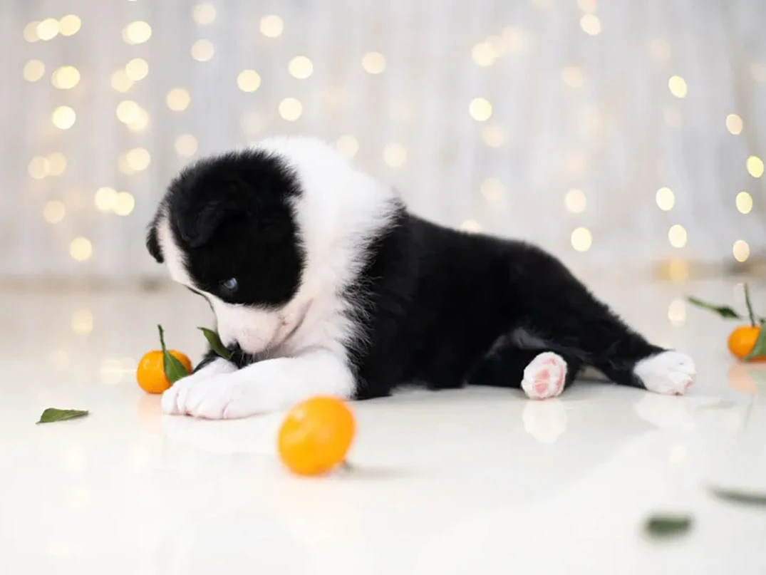 Köpekler Mandalina Yer mi? Zararlı mı, Faydaları Var Mı?