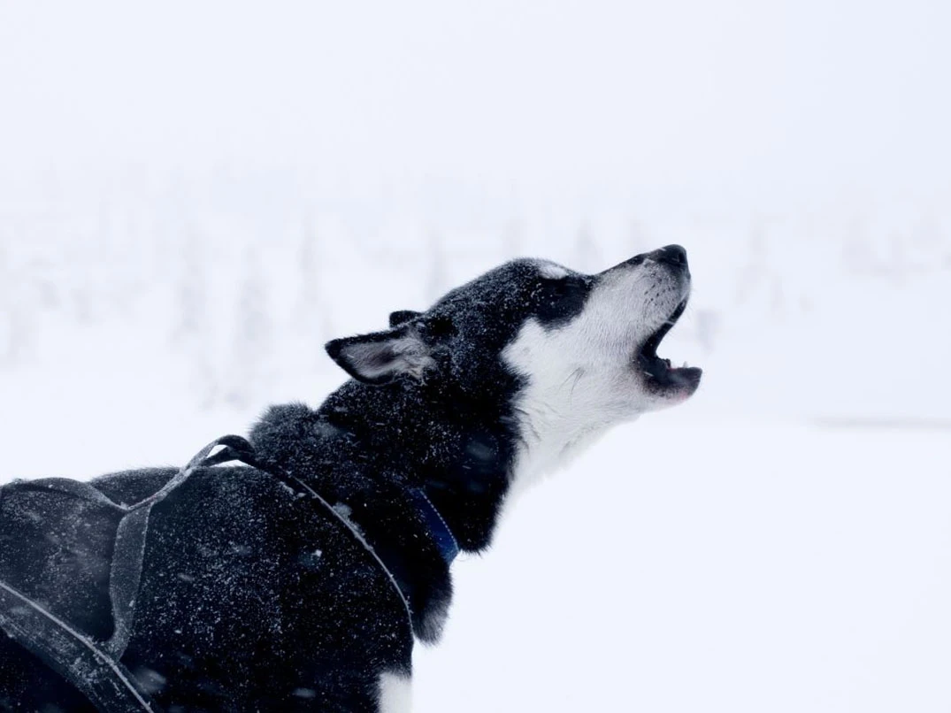 Köpekler Neden Ulur?