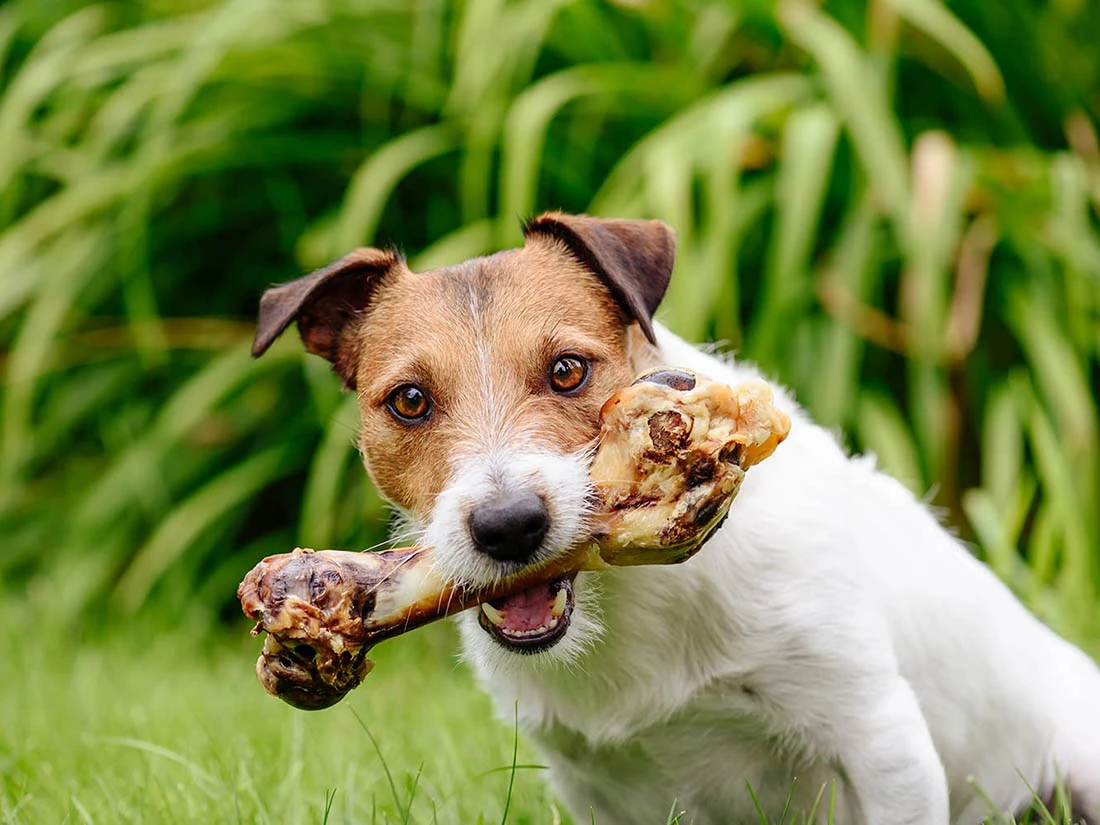 Köpekler Pişmiş Kemik Yiyebilir mi?