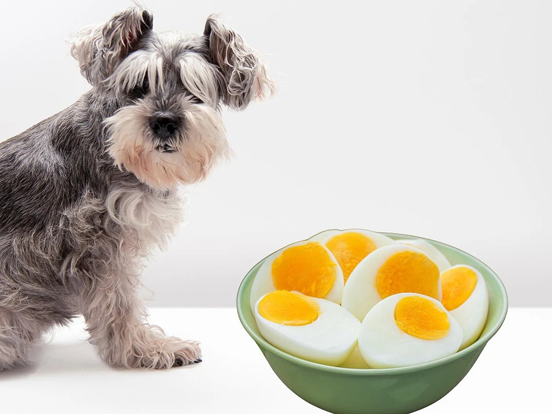 Köpekler Yumurta Yer Mi? Hangi Türü Güvenlidir?