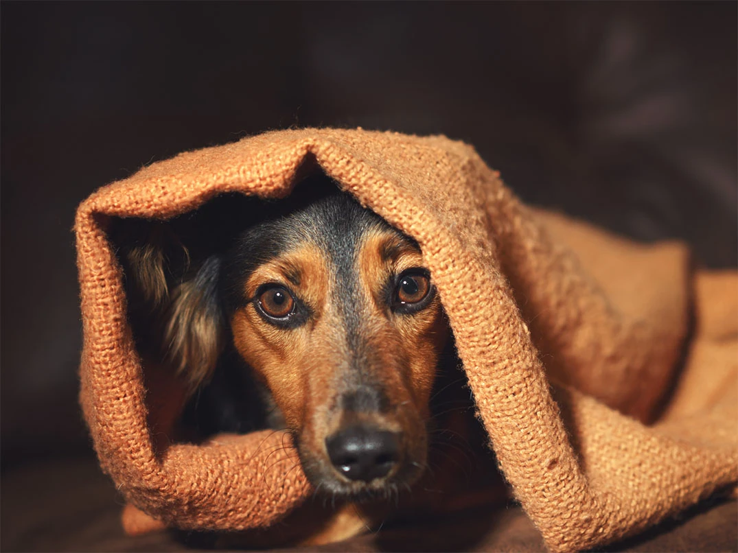 Köpeklerde Sosyal Anksiyete: Nedenleri, Belirtileri ve Çözüm Yolları