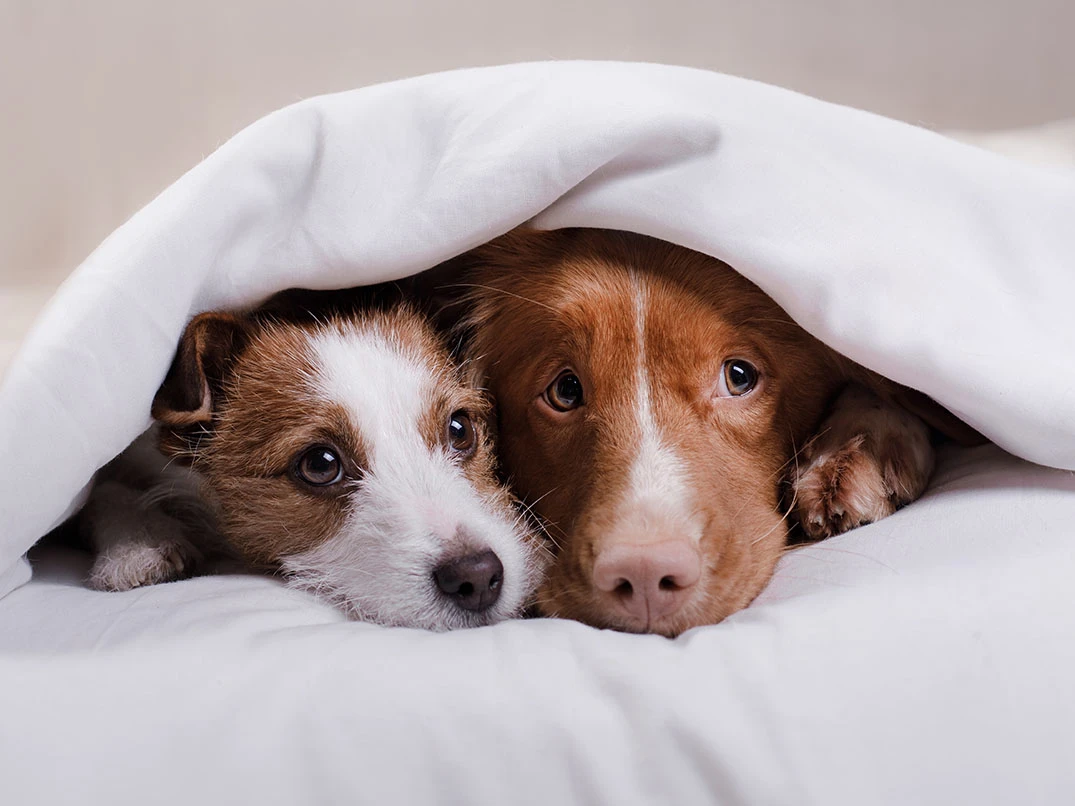 Köpeklerde Ayrılık Kaygısı: Nedenleri ve Çözüm Yolları