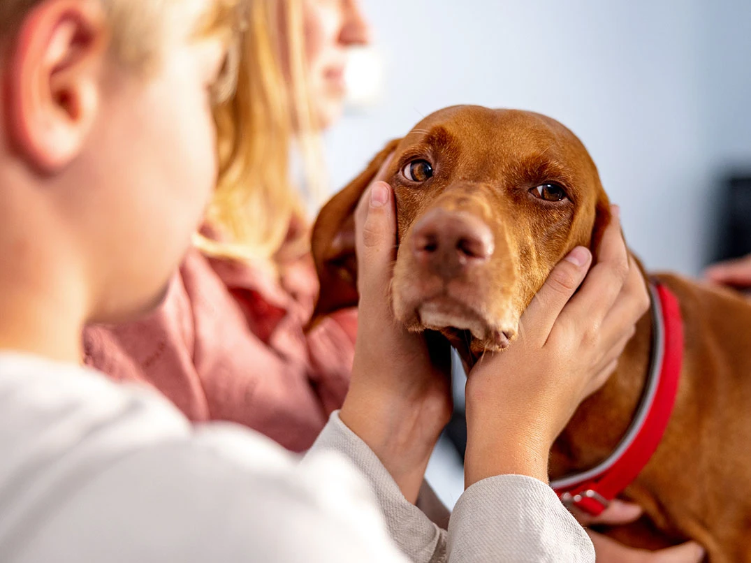 Köpeklerde Burun Tıkanıklığı Nedir? Belirtileri ve Nedenleri