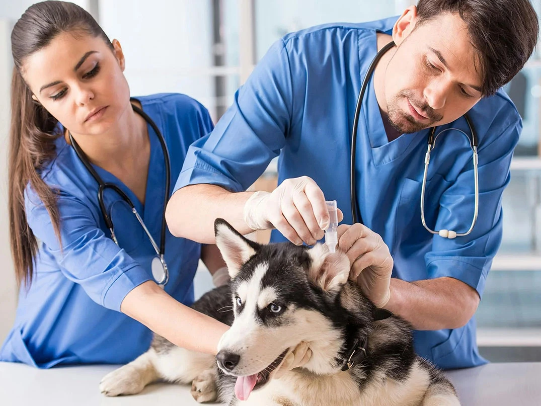 Köpeklerde Deri Hastalıkları Ve Nedenleri