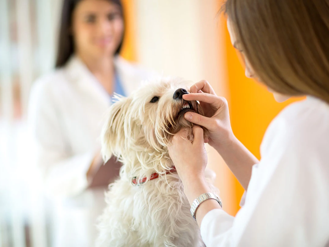 Köpeklerde Diş Bakımı Nasıl Yapılır?