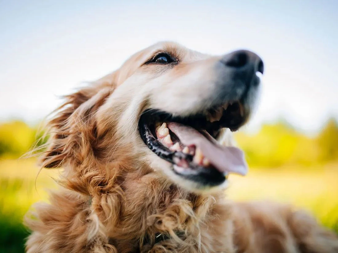 Köpeklerde Diş Kaşıma Problemi