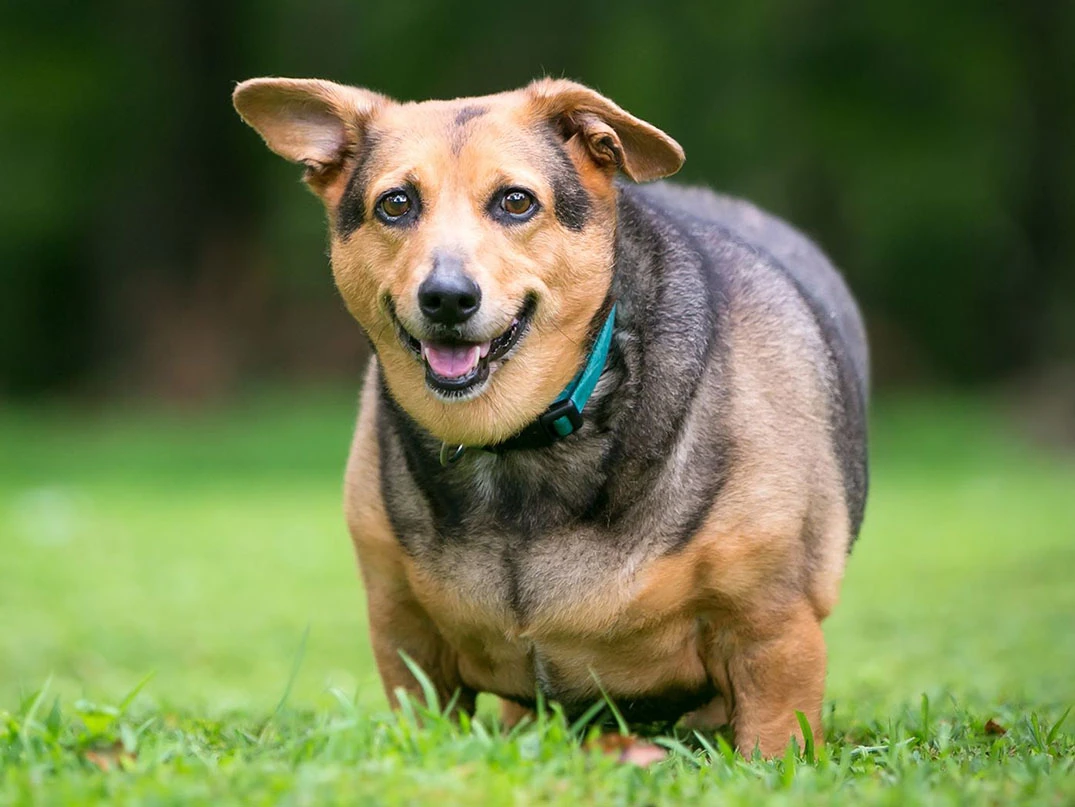 Köpeklerde Diyabet Nedir? Nasıl Anlaşılır?