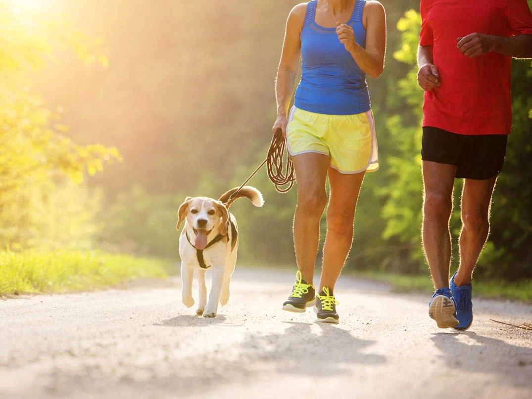 Köpeklerde Egzersiz Eksikliğinin Zararları ve Önleme Yöntemleri