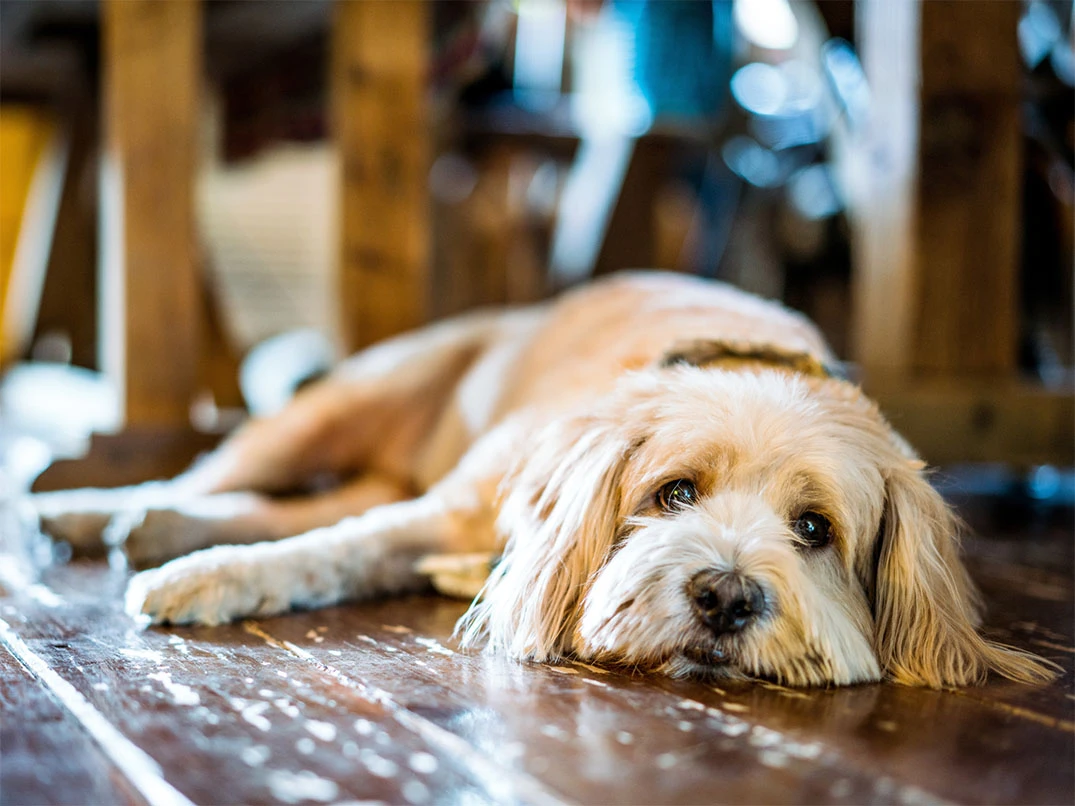 Köpeklerde Epilepsi Nedir?