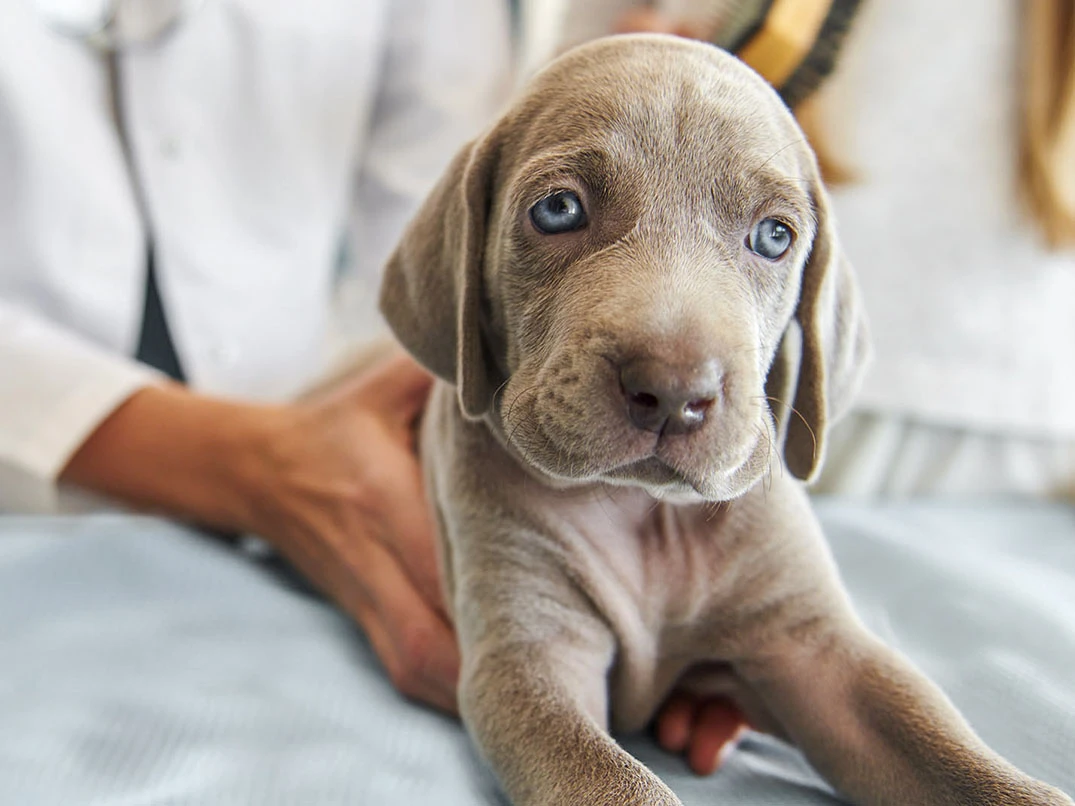 Köpeklerde Gençlik Hastalığı Nedir? Belirtileri ve Tedavisi