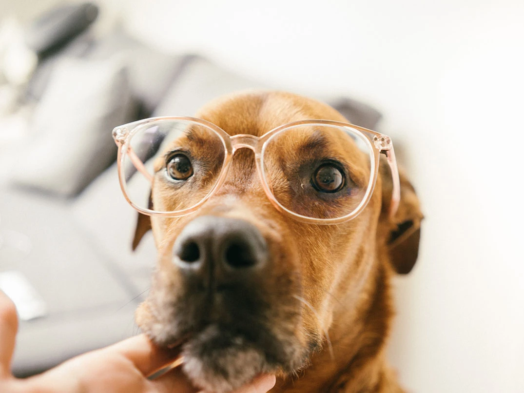 Köpeklerde Göz Hastalıkları: Belirtiler, Nedenler ve Tedavi Yöntemleri