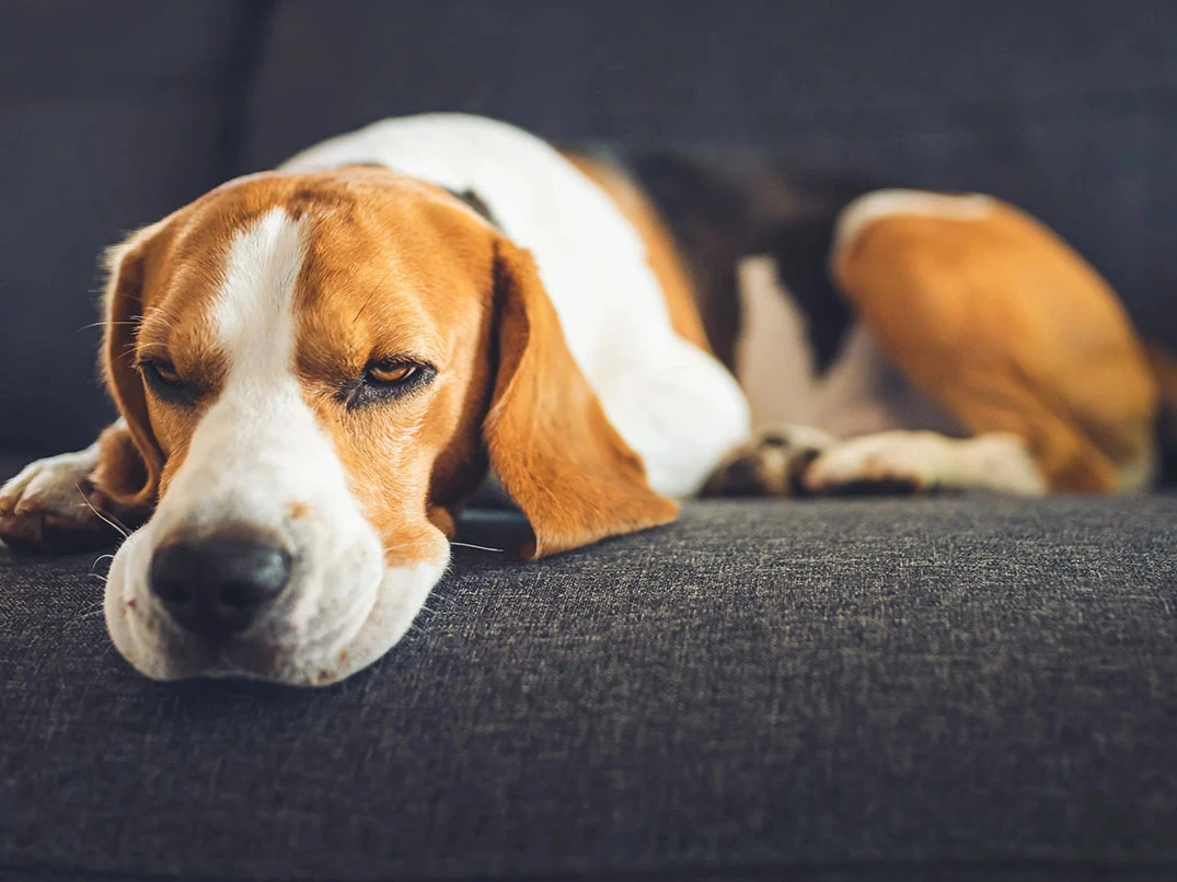 Köpeklerde Halsizlik Ve İştahsızlık Nedir? Neden Olur?