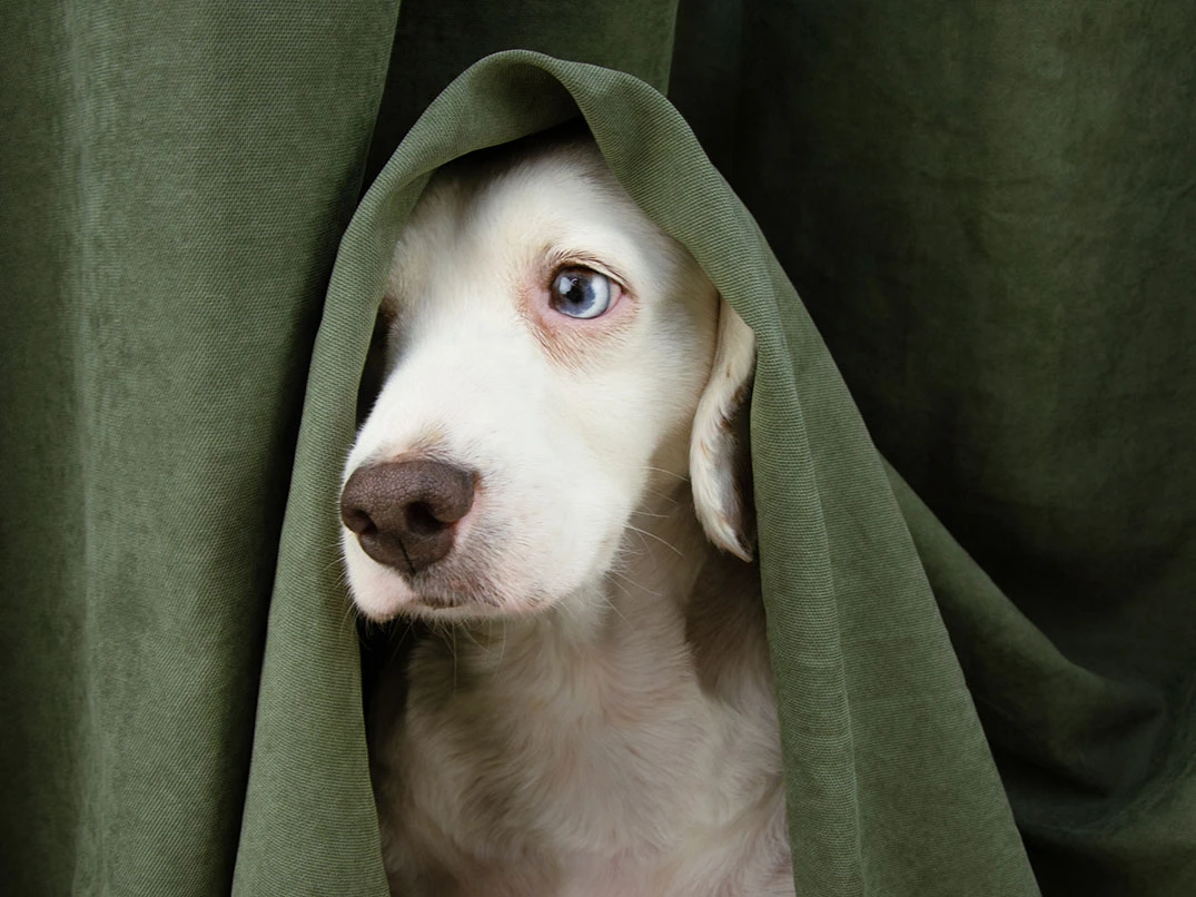 Köpeklerde Hepatit Belirtileri Nelerdir? Nasıl Anlaşılır?