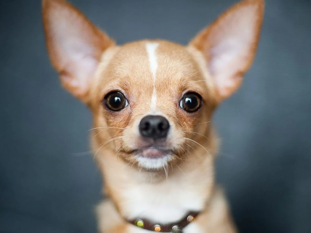 Köpeklerde Hipoglisemi Nedir? Belirtileri ve Tedavi Yöntemleri