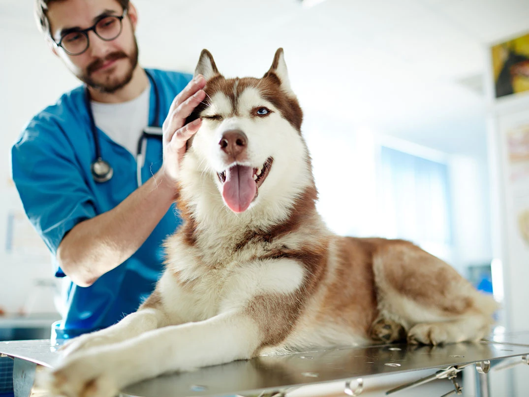 Köpekler İçin Acil Durumda İlk Yardım Yöntemleri