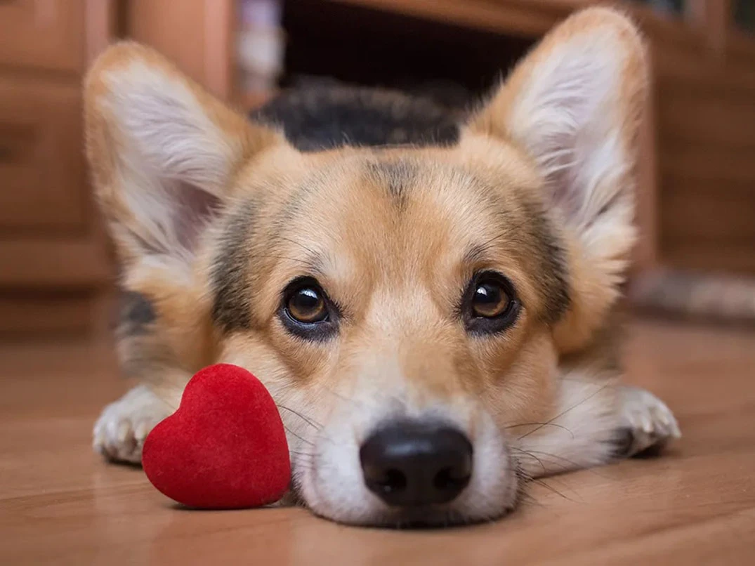 Köpeklerde Kalp Sağlığına Dair Bilinmesi Gerekenler