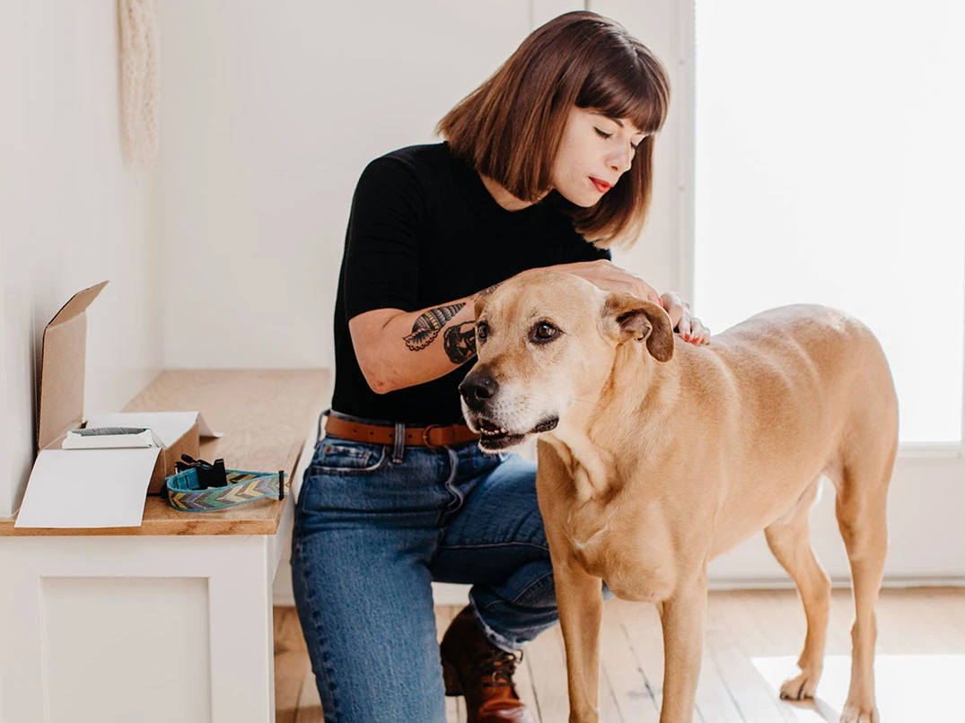 Köpeklerde Kene Nasıl Çıkarılır? Adım Adım Rehber ve İpuçları