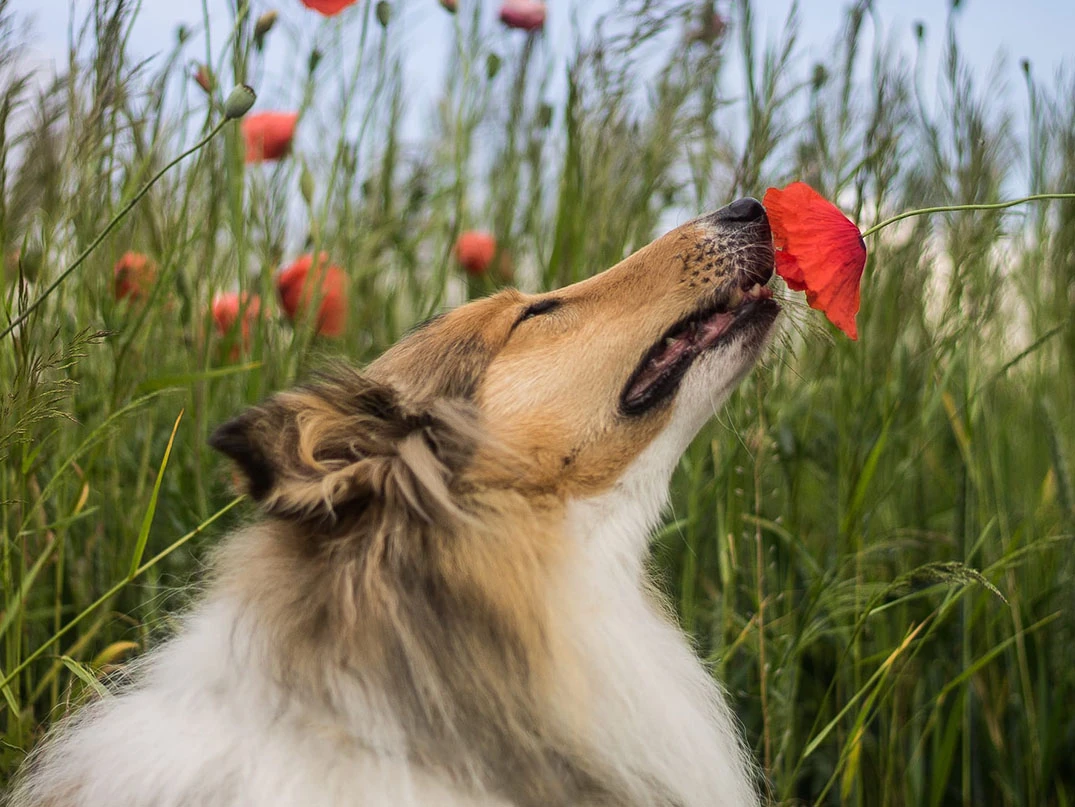 Köpeklerde Koku Duyusunun İşleyişi ve Özellikleri