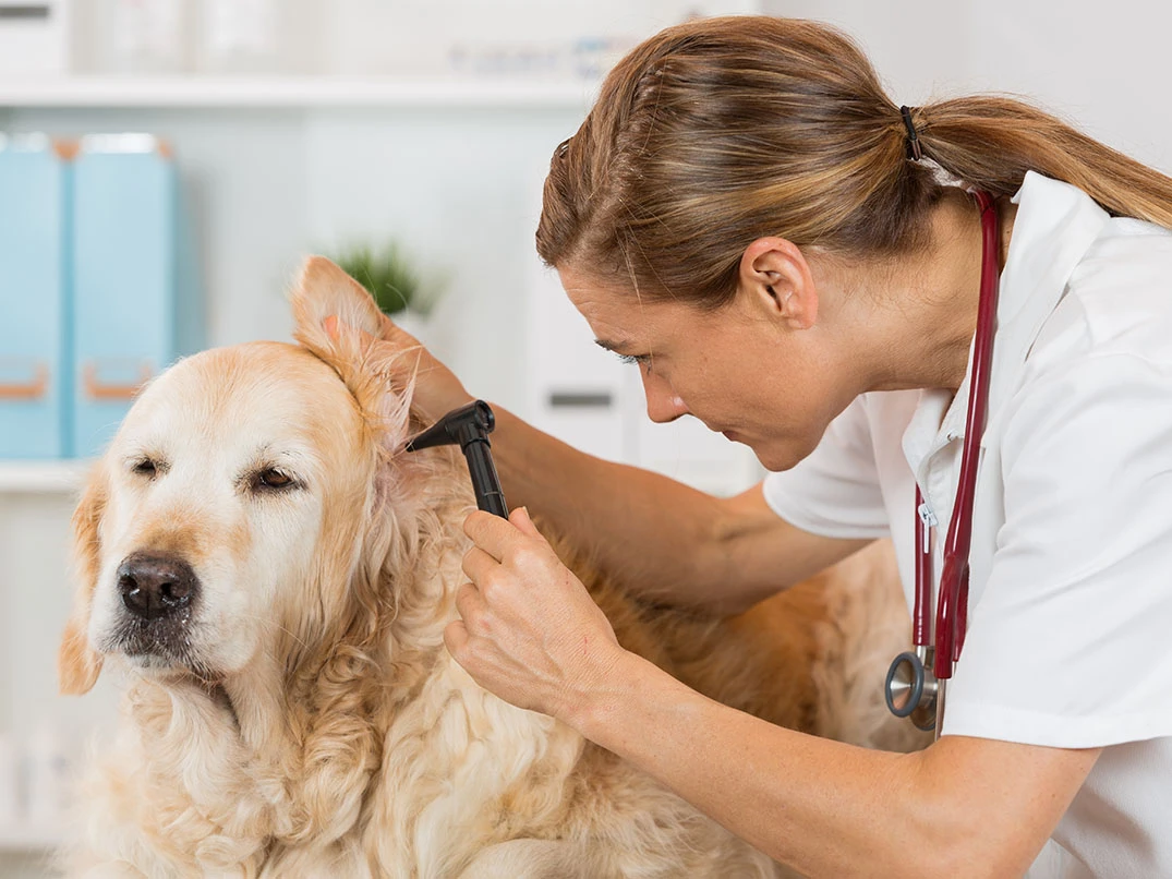 Köpeklerde Kulak Enfeksiyonu: Nedenleri, Belirtileri ve Tedavisi