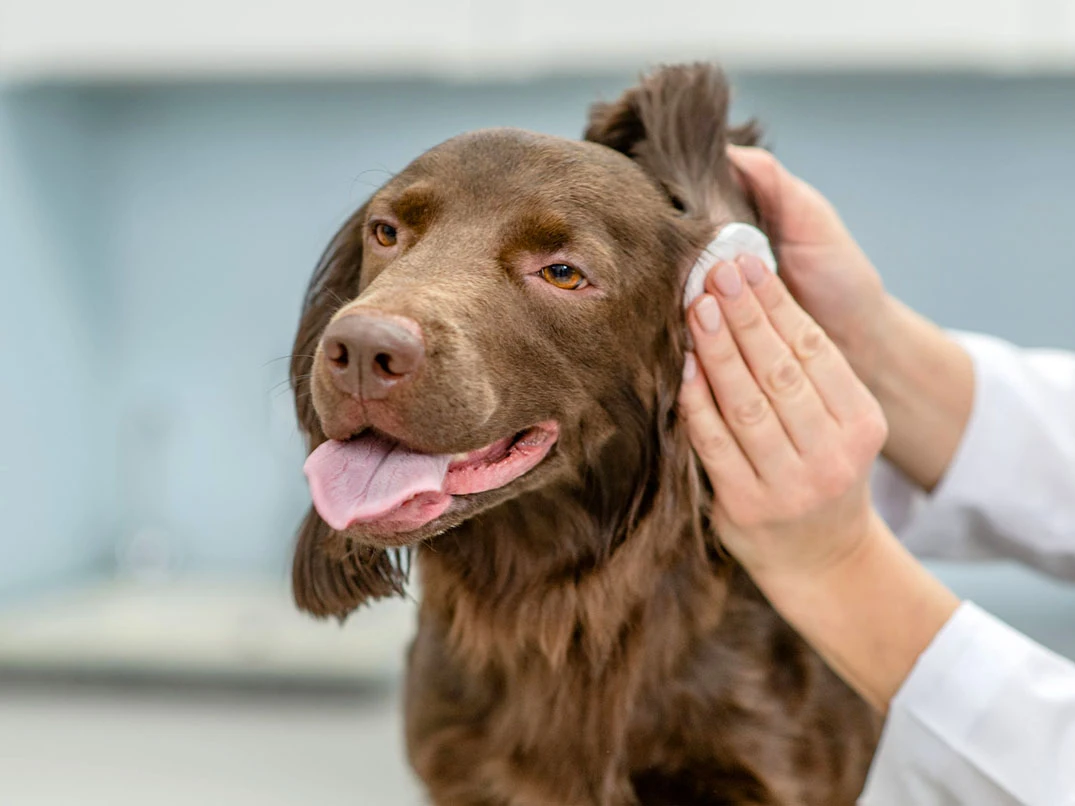 Köpeklerde Kulak Temizliği Nasıl Yapılır? İpuçları ve Teknikler