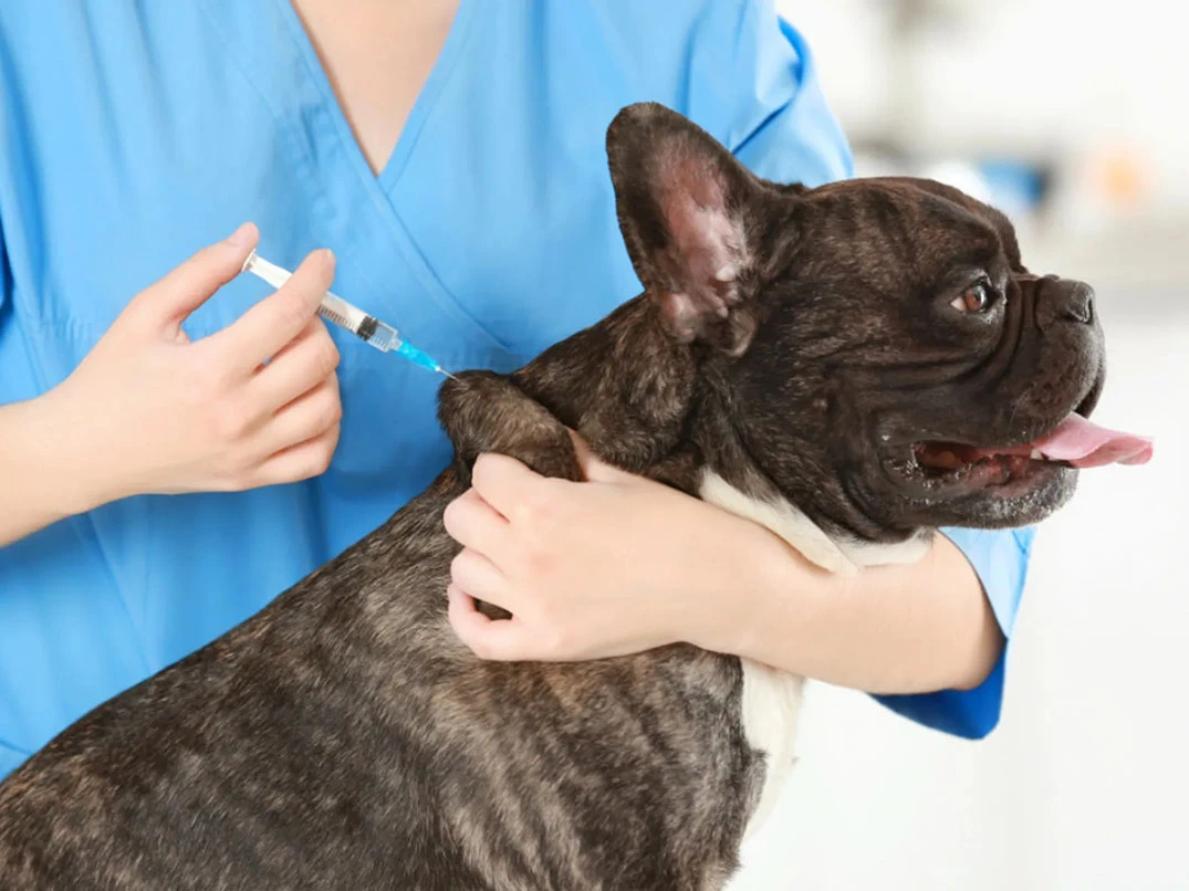 Köpeklerde Lyme Hastalığı Nedir? Nasıl Anlaşılır?