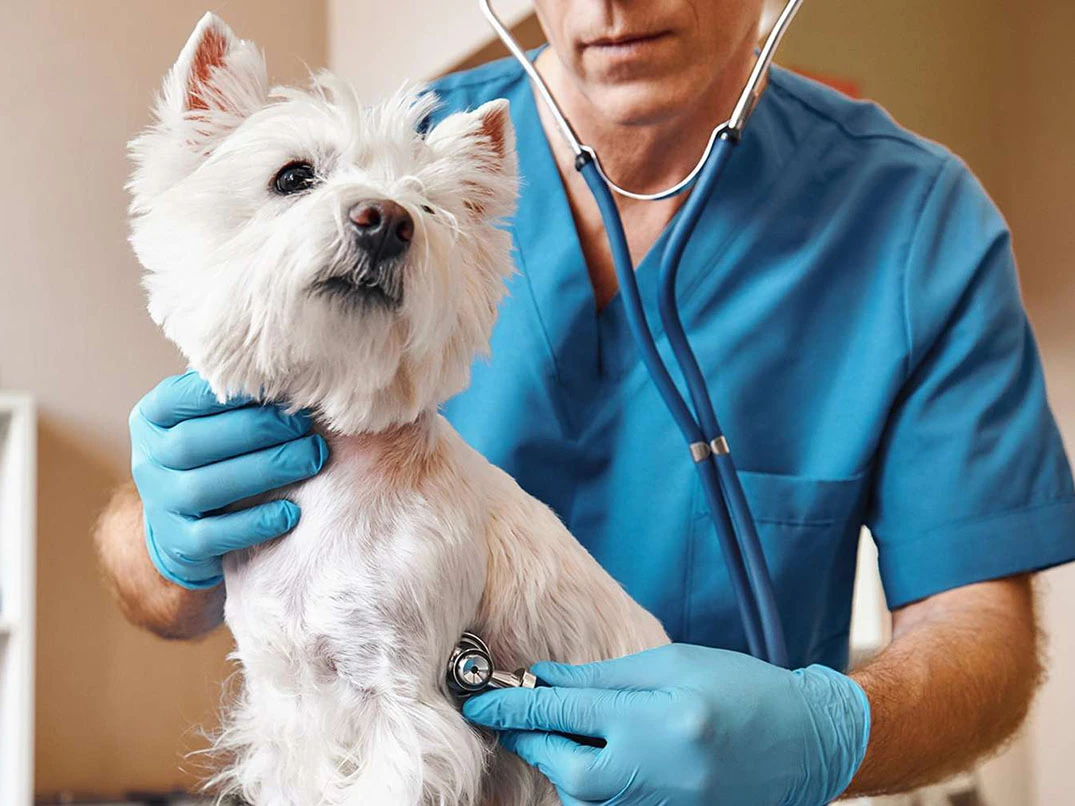 Köpek Öksürüğü Neden Olur? Nasıl Tedavi Edilir?