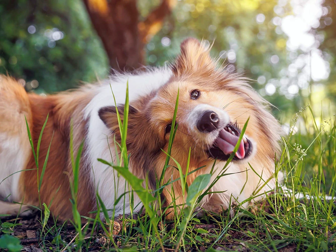 Köpeklerde Ot Yeme Davranışı: Nedenleri ve Çözümleri