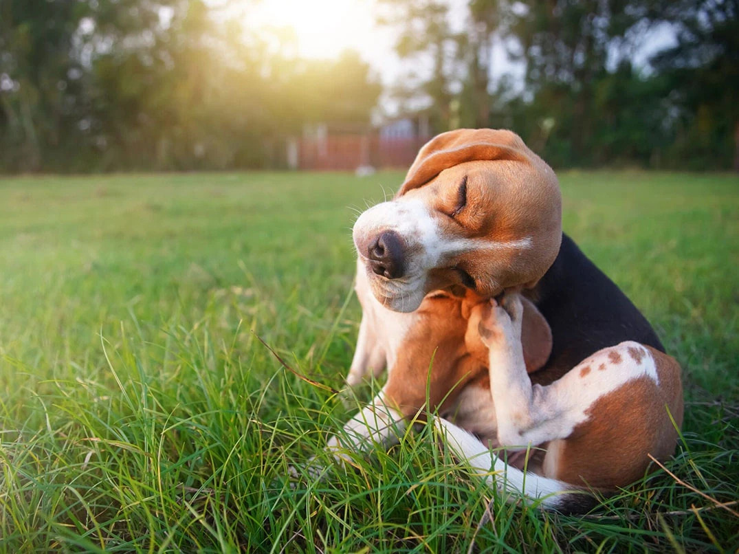 Köpeklerde Parazit Kontrolü