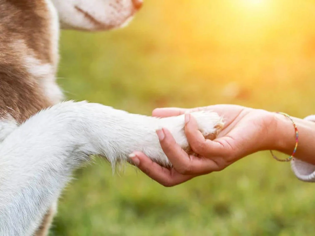 Köpeklerde Pati Bakımı Nasıl Yapılmalıdır? Nelere Dikkat Edilmelidir?