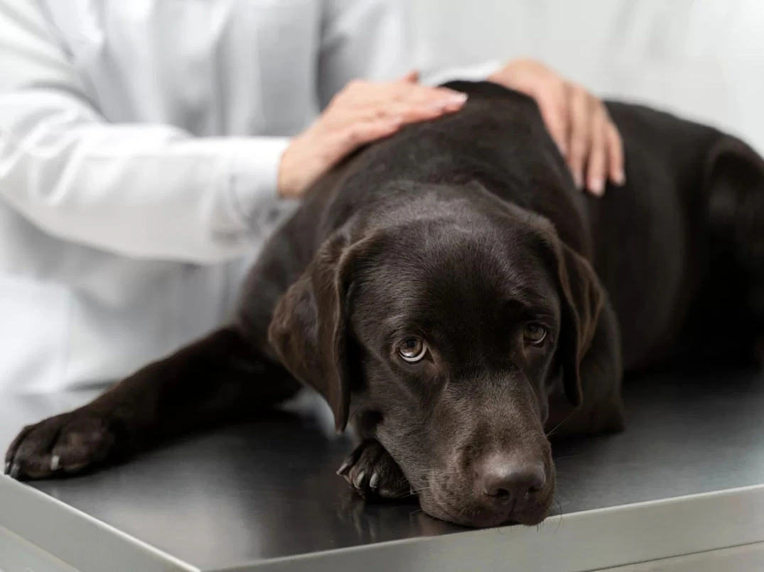 Köpeklerde Potasyum Eksikliği Nedir? Belirtileri ve Tedavisi