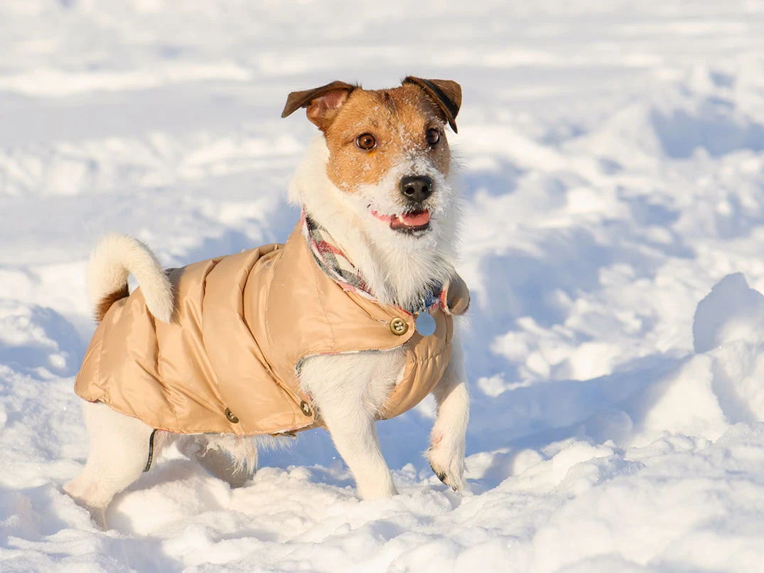 Köpeklerde Kış Aylarında Sıcak Kalma Yöntemleri