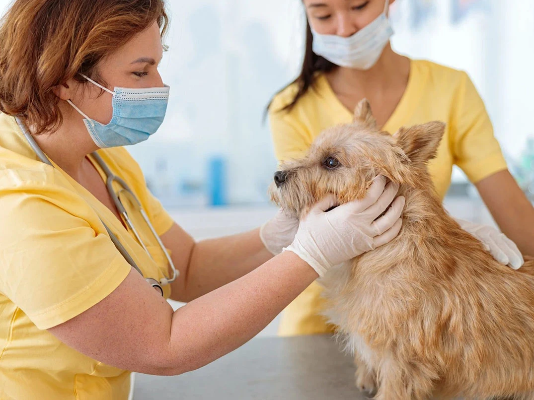 Köpeklerde Tansiyon Nedir? Belirtileri Ve Tedavi Yöntemleri