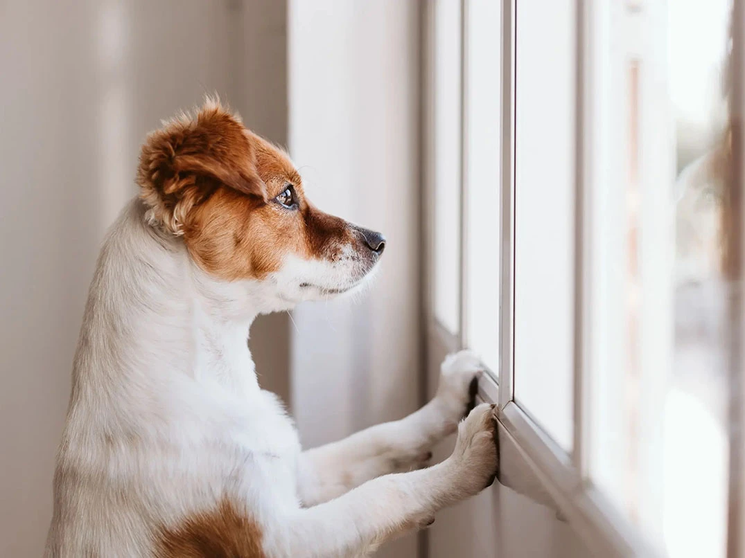 Köpekleri Evde Yalnız Bırakma Rehberi