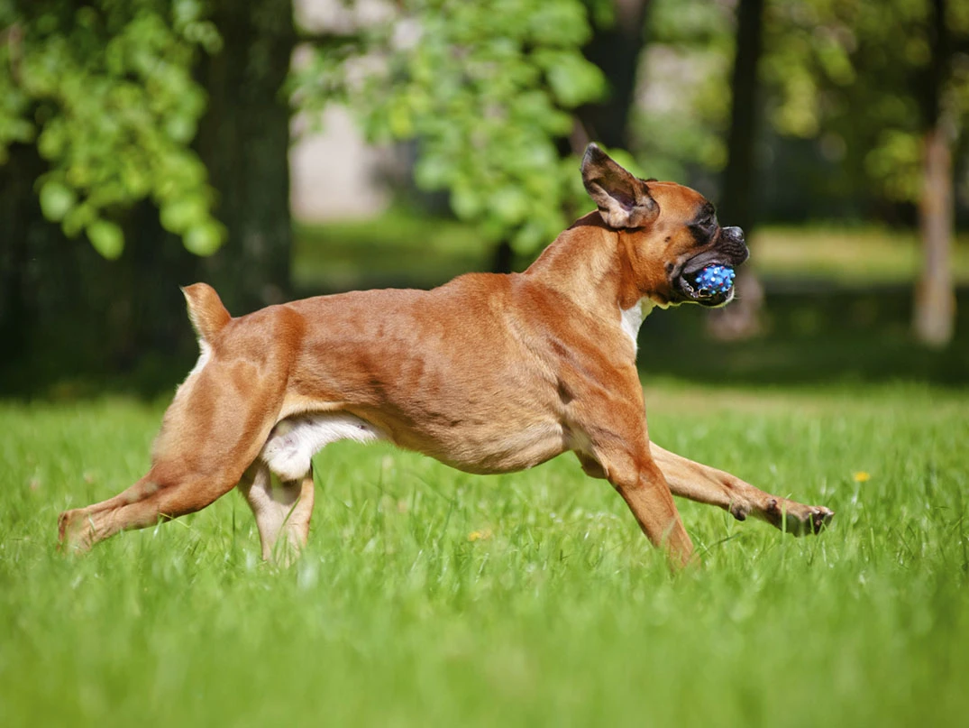 Köpeklerin Kuyruk Kesimi Neden Yapılır?