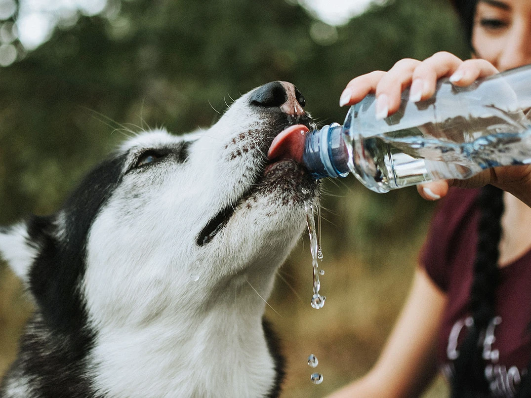 Köpeklerde Su İhtiyacı: Yavru ve Yetişkin Köpeklerin Su Tüketimi